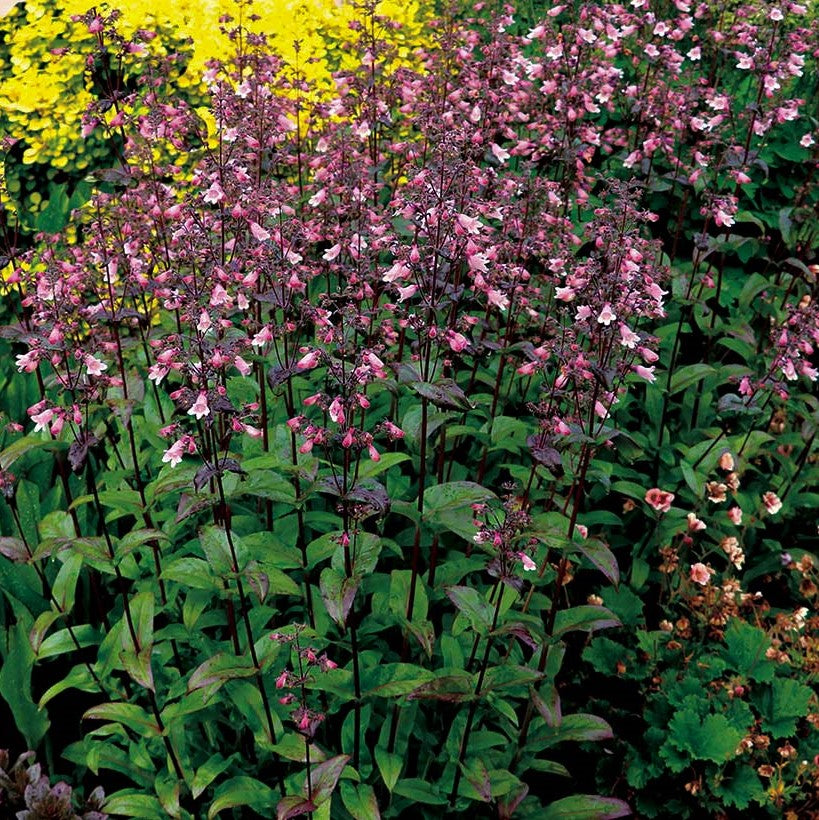 Dakota™ Verde Penstemon (PENSTEMON DAKOTA VERDE) - 1 gallon