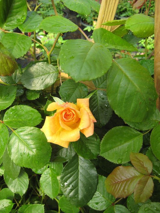 Garden Sun Climbing Rose (ROSE CL. GARDEN SUN) - 2 gallon