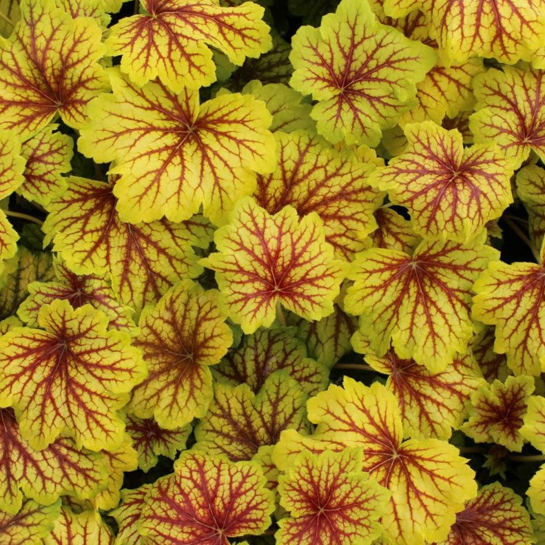 Red Lightning Coral Bells (HEUCHERA RED LIGHTNING) - 1 gallon