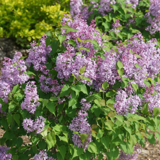 Scentara Pura® Lilac (SYRINGA X HYACIN. SCENTARA PURA) - 3 gallon