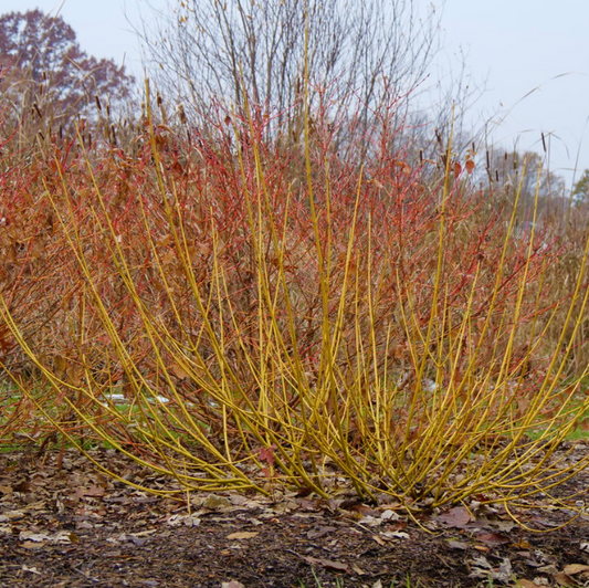 Red-Osier Dogwood
 (CORNUS S. ARCTIC FIRE®  YELLOW) - 3 gallon