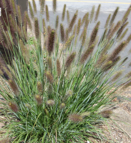Cayenne™ Fountain Grass (GRASS - PE. AL. CAYENNE) - 2 gallon