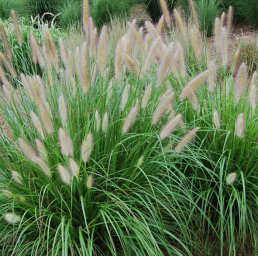 Etoufee™ Fountain Grass (GRASS - PE. AL. ETOUFFEE) - 2 gallon