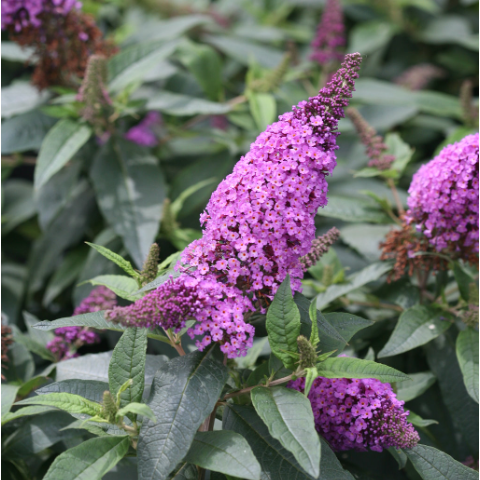 Pugster Periwinkle® Butterfly Bush (BUDDLEIA PUGSTER PERIWINKLE) - 3 gallon
