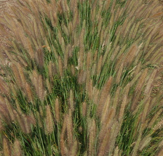 Jambalaya Fountain Grass (GRASS - PE. AL. JAMBALAYA) - 2 gallon