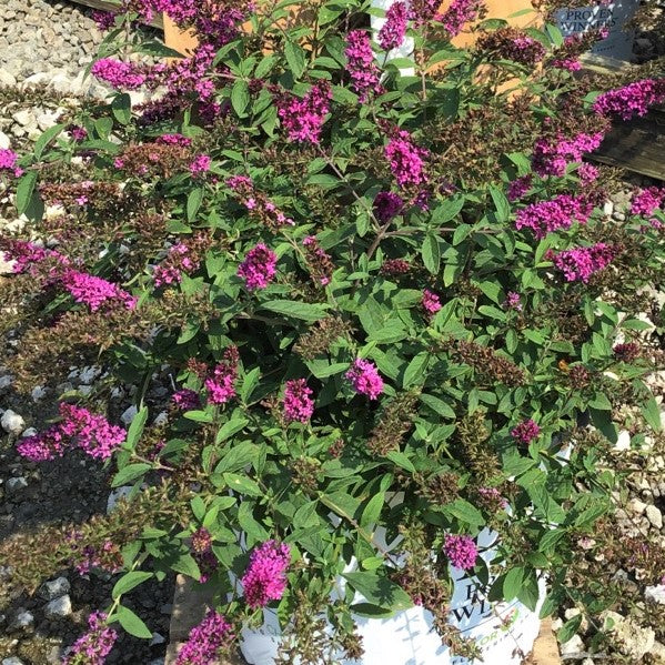 Lo & Behold Ruby Chip® Butterfly Bush (BUDDLEIA LO-BEHOLD RUBY CHIP) - 3 gallon