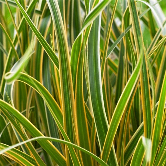 Grass Carex EverColor® Everglow (GRASS - CAREX EVERGLOW) - 1 gallon