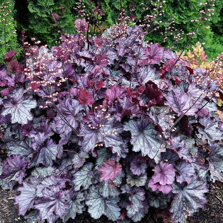Northern Exposure™ Purple Coral Bells (HEUCHERA NORTHERN EXP. PURPLE) - 1 gallon