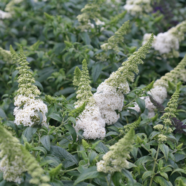 Pugster White® Butterfly Bush (BUDDLEIA PUGSTER WHITE) - 3 gallon