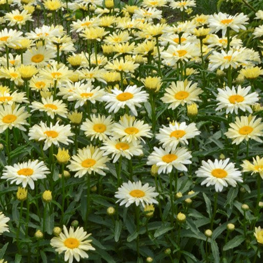 Amazing Daisies® 'Banana Cream II' Shasta Daisy (LEUCANTHEMUM S. BANANA CREAM 2) - 1 gallon