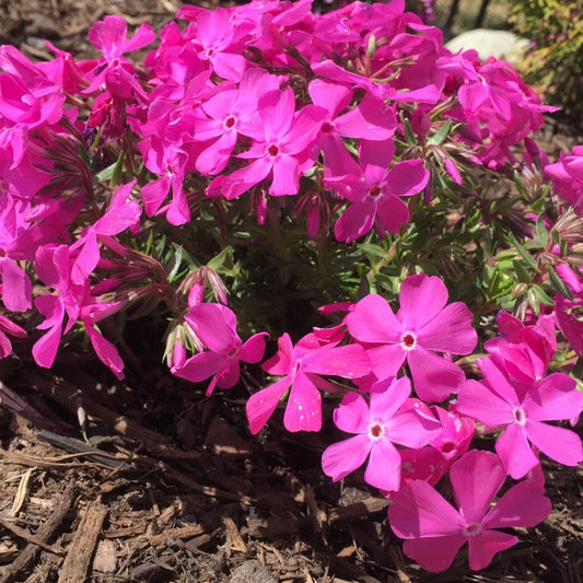 Drummond’s Pink Creeping Phlox (PHLOX SUB. DRUMMONDS PINK) - 1 gallon