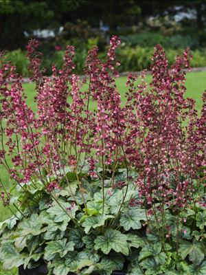 Berry Timeless Coralbells (HEUCHERA BERRY TIMELESS) - 1 gallon