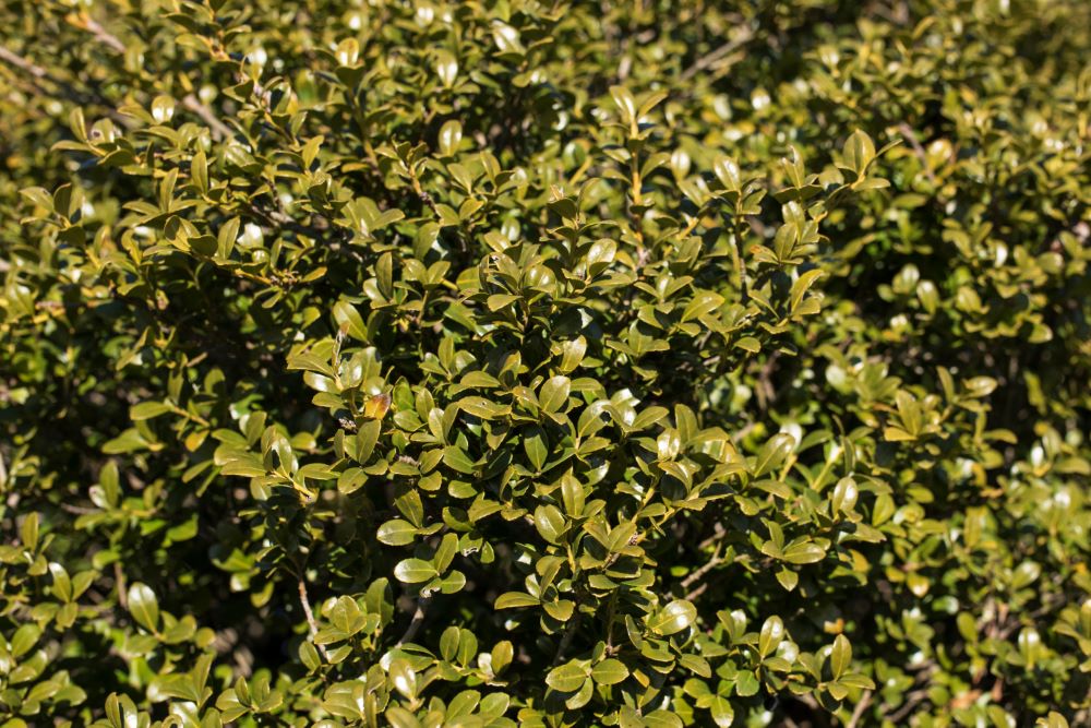Chilly Willy Japanese Holly (ILEX C. WINTERSCAPE CHILLY WILLY) - 3 gallon 15"