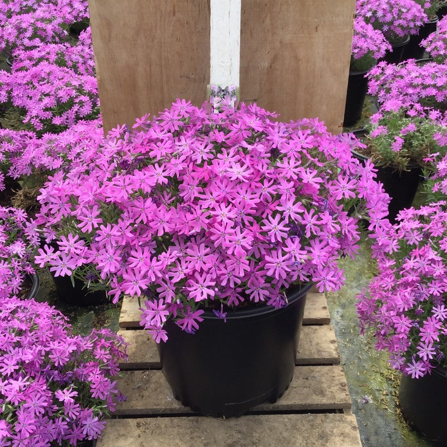 Bedazzled Pink Hybrid Spring Phlox (PHLOX SUB. BEDAZZLED PINK) - 1 gallon