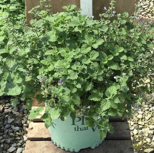 SylvesterBlue™ Catmint (NEPETA SYLVESTER BLUE) - 1 gallon