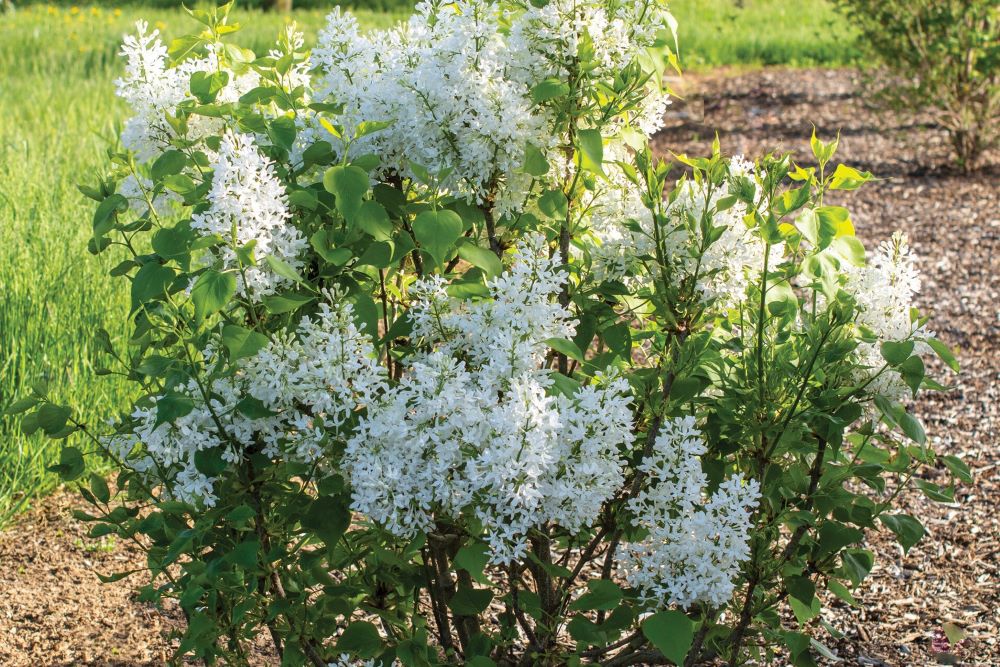 Lilac New Age White (SYRINGA NEW AGE WHITE) - 3 gallon