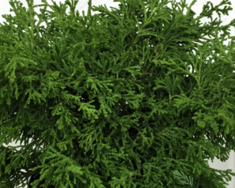 Torulosa Hinoki Falsecypress (CHAM. OBTUSA TORULOSA) - 3 gallon 15"