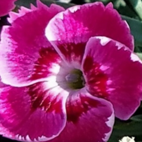 EverBloom™ 'Strawberry Tart' Pinks (DIANTHUS EVERBLOOM STRAWBERRY TART) - 1 gallon