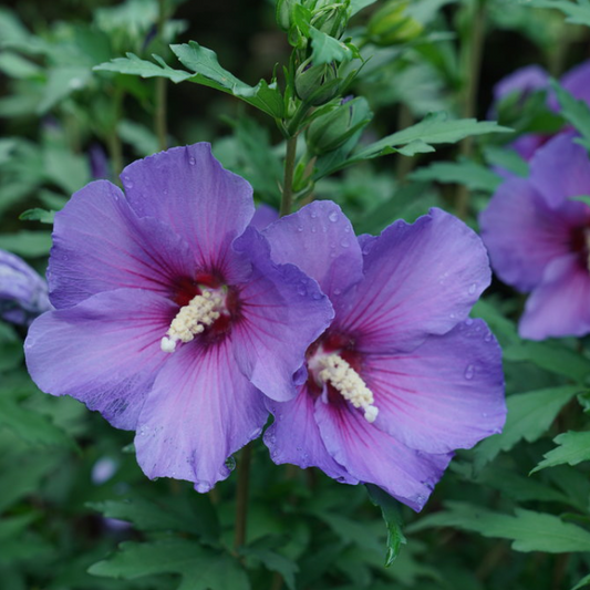Paraplu Violet® Rose of Sharon (HIBISCUS PARAPLU VIOLET) - 3 gallon 18"