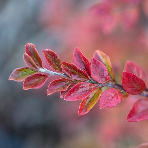 Autumn Inferno® Cotoneaster (COTONEASTER AUTUMN INFERNO) - 3 gallon 18"