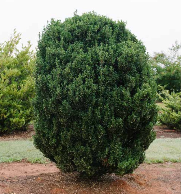 Chubby Hubby™ Japanese Holly (ILEX C. CHUBBY HUBBY) - 3 gallon