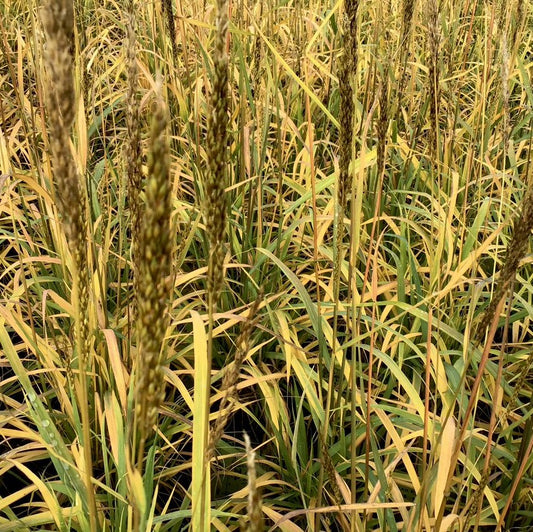 Indian Grass (GRASS - SORG. N. GOLDEN SUNSET) - 2 gallon