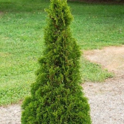 Emerald Petite Aborvitae (THUJA OCC. EMERALD PETITE) - 3 gallon 18"