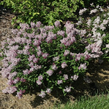 Baby Kim® Lilac (SYRINGA PATULA BABY KIM) - 3 gallon 15"