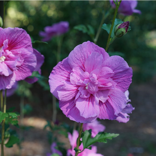 Dark Lavender Chiffon® Rose of Sharon (HIBISCUS S. DARK LAV. CHIFFON) - 3 gallon 18"