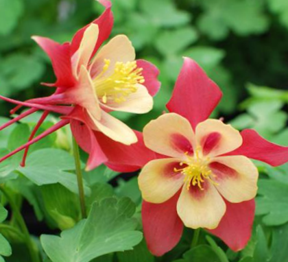 EarlyBird™ Red Yellow Columbine (AQUILEGIA EARLYBIRD RED YELLOW) - 1 gallon
