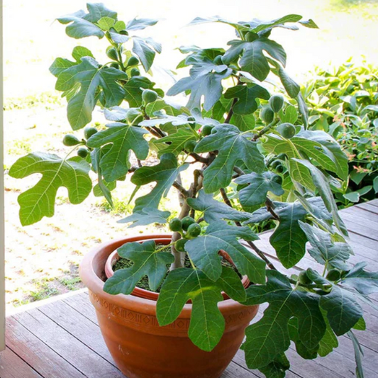 Compact Fig Tree (FICUS X. FIGNOMINAL) - 3 gallon 12"