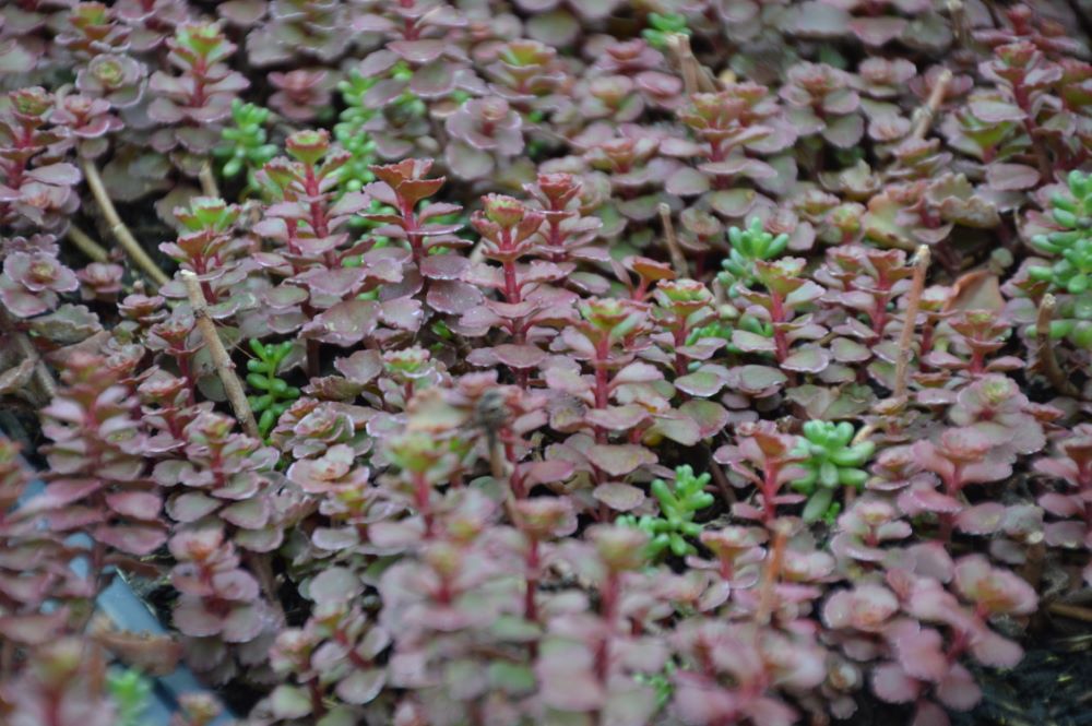 Flaming Carpet™ Merlot Stonecrop (SEDUM FLAMING CARPET MERLOT) - 1 gallon
