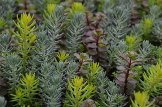 Flaming Carpet™ Sangria Stonecrop (SEDUM FLAMING CARPET SANGRIA) - 1 gallon