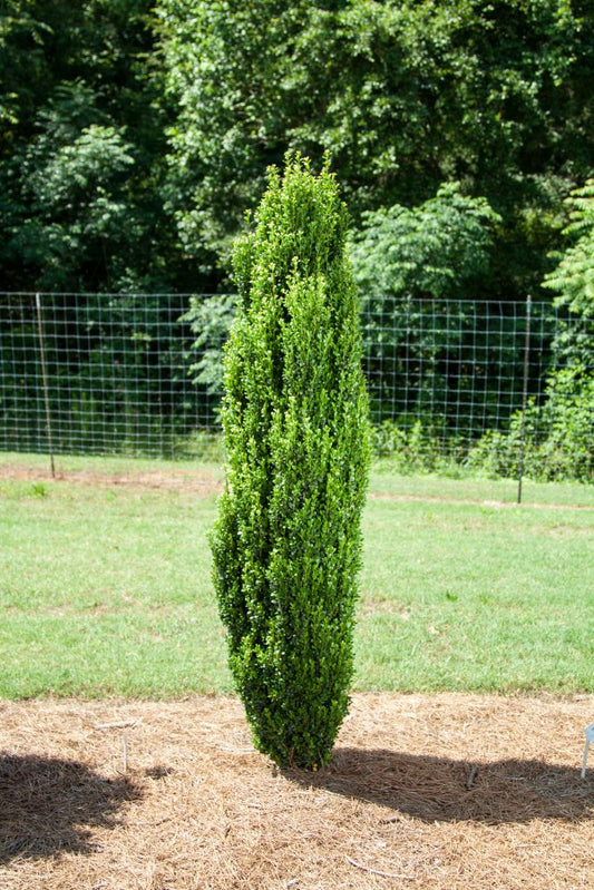 Straight & Narrow® Japanese Holly (ILEX CRENATA STRAIGHT AND NARROW) - 3 gallon