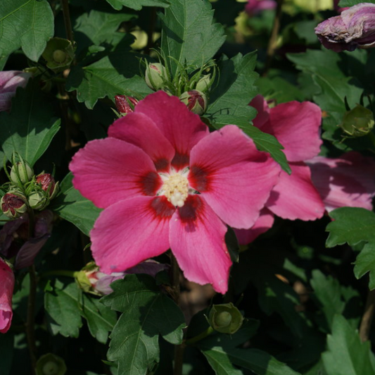 Paraplu Rouge® Rose of Sharon (HIBISCUS PARAPLU ROUGE) - 3 gallon 18"