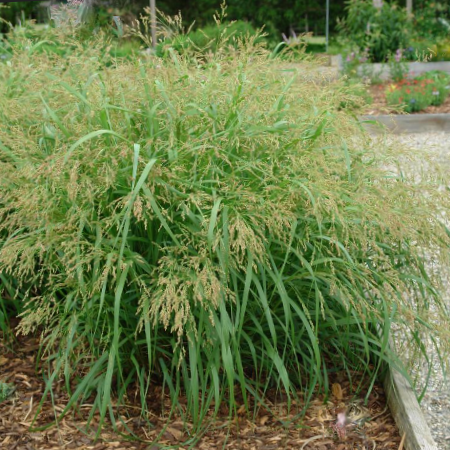 Cape Breeze Switchgrass (GRASS - PA CAPE BREEZE) - 2 gallon