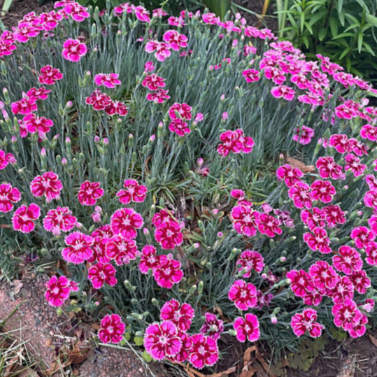 Dianthus Pinks (DIANTHUS EVERBLOOM PLUM GLORY) - 1 gallon