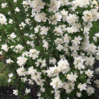 Pearls of Perfume™ Mock Orange (PHIL. PEARLS OF PERFUME) - 3 gallon