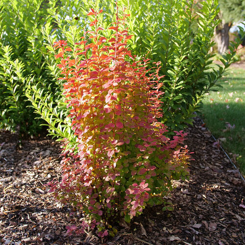 Sunjoy Orange Pillar® Barberry (BERBERIS THUN. SUNJOY ORANGE PILLAR) - 2 gallon 15"