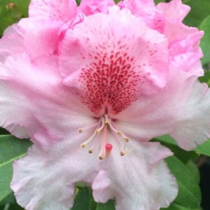 Holden’s™ Pink Flare Rhododendron (RHODO. HOLDENS™ PINK FLARE) - 3 gallon 15"