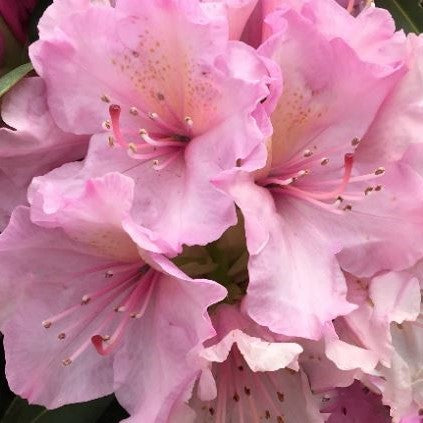 Holden’s™ Pink Rhododendron (RHODO. HOLDENS™ PINK) - 3 gallon 15"