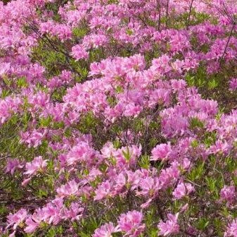 Lilac Lights™ Azalea (AZALEA EX. LILAC LIGHT) - 3 gallon 15"