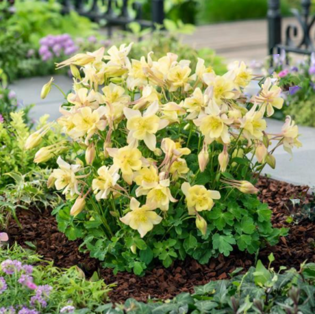 EarlyBird™ Yellow Columbine (AQUILEGIA EARLYBIRD YELLOW) - 1 gallon