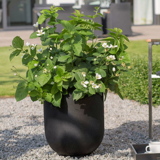 Baby Cakes® Blackberry (RUBUS BABY CAKES) - 1 gallon