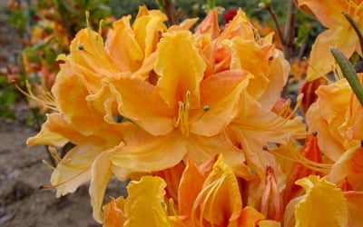 Golden Lights Azalea (AZALEA EX. GOLDEN LIGHTS) - 3 gallon 15"