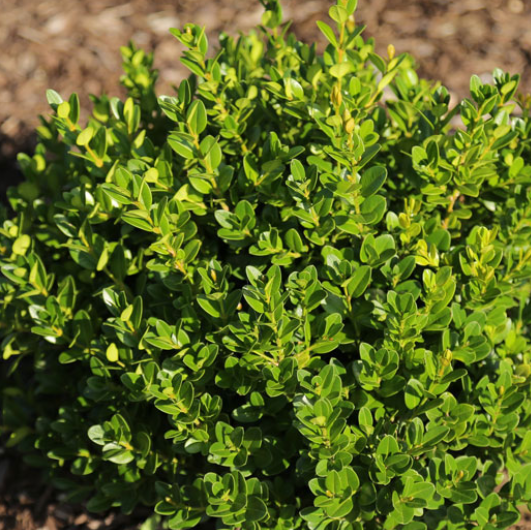 Little Missy Boxwood (BUXUS M. LITTLE MISSY) - 3 gallon 10-12"