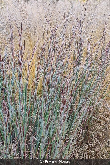 Ha Ha Tonka Little Bluestem (GRASS - SCHIZACHYRIUM HA HA TONKA) - 1 gallon
