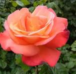 Orange Glow™ Knock Out® (ROSE K.O. ORANGE GLOW) - 3 gallon