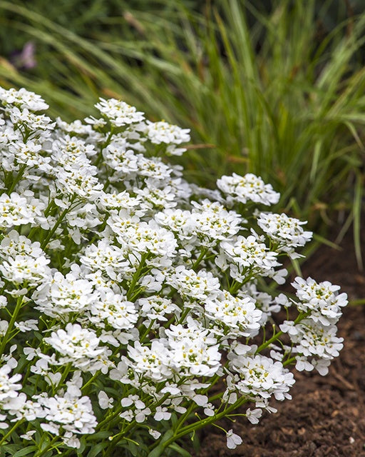 Snowsurfer™ Forte Candytuft (IBERIS S. SNOWSURFER) - 1 gallon
