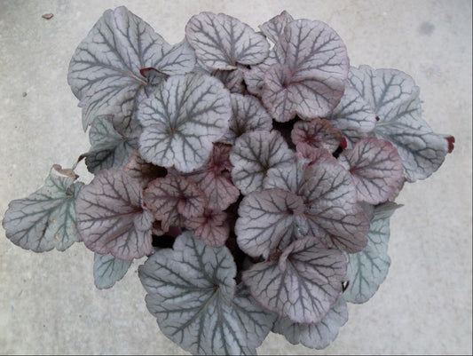 Northern Exposure™ Silver Coral Bells (HEUCHERA NORTHERN EXPOSURE SILVER) - 1 gallon